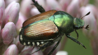L'insecte s’attaque à 300 espèces de plantes alimentaires, forestières ou encore ornementales, selon la préfecture du Haut-Rhin. L'insecte s’attaque à 300 espèces de plantes alimentaires, forestières ou encore ornementales, selon la préfecture du Haut-Rhin.