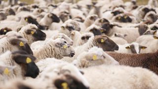 Les mouvements d'ovins et de caprins sont interdits en Grèce jusqu'à nouvel ordre, à la suite de la découverte de nouveaux cas de peste des ruminants. Les mouvements d'ovins et de caprins sont interdits en Grèce jusqu'à nouvel ordre, à la suite de la découverte de nouveaux cas de peste des ruminants.