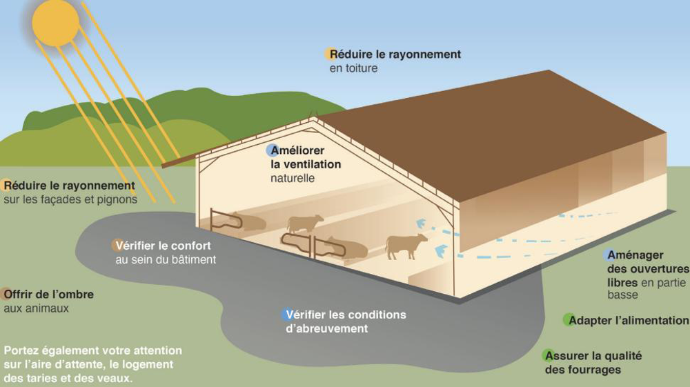 Plan d'action pour réduire le stress thermique des vaches Plan d'action pour réduire le stress thermique des vaches