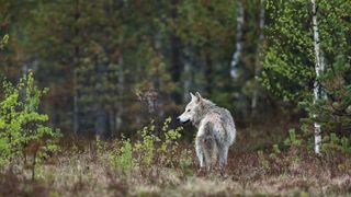 La communauté autonome espagnole de Castille-et-Léon a autorisé la chasse de 339 loups entre 2019 et 2022, alors que le statut de conservation de l'animal est « défavorable » à l'échelle nationale. La communauté autonome espagnole de Castille-et-Léon a autorisé la chasse de 339 loups entre 2019 et 2022, alors que le statut de conservation de l'animal est « défavorable » à l'échelle nationale.