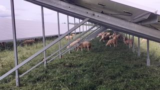 Produire des références fiables en toute transparence et reproductibles, telle est l'ambition de l'expérimentation Ovilab qui est en cours de montage au Ciirpo, en Haute-Vienne. Produire des références fiables en toute transparence et reproductibles, telle est l'ambition de l'expérimentation Ovilab qui est en cours de montage au Ciirpo, en Haute-Vienne.