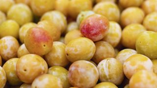 70 % de la production mondiale de mirabelles est réalisée en Lorraine. 70 % de la production mondiale de mirabelles est réalisée en Lorraine.