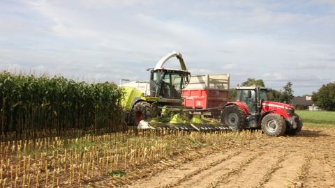 Les dates de récolte de maïs fourrage s'annoncent étalées.