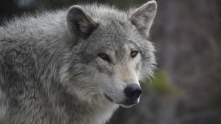 Si l'animal n'a pas été retrouvé, il n'y a "pas de doute sur le fait que le tir a été mortel" a précisé la préfecture. Si l'animal n'a pas été retrouvé, il n'y a "pas de doute sur le fait que le tir a été mortel" a précisé la préfecture.