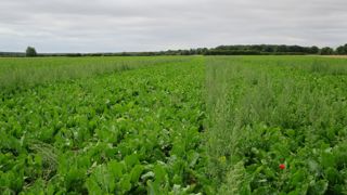 Le chénopode blanc est très impactant sur betterave. Pour en venir à bout, plusieurs faux-semis successifs permettent entre autres de réduire le stock semencier.