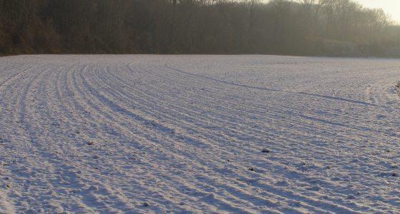 neige sur des cultures