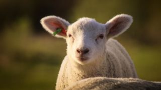 Au 8 août 2024, l'Allemagne recensait 1885 foyers de fièvre catarrhale ovine due au sérotype 3 (BTV-3) du virus sur son territoire. Au 8 août 2024, l'Allemagne recensait 1885 foyers de fièvre catarrhale ovine due au sérotype 3 (BTV-3) du virus sur son territoire.