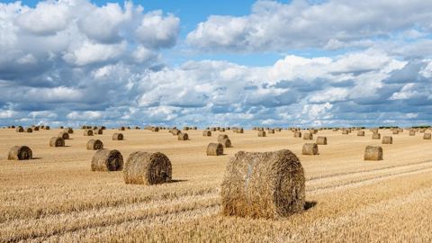 Et chez vous ? Quel est le bilan de cette moisson 2024 ? Et chez vous ? Quel est le bilan de cette moisson 2024 ?