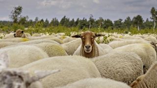 Au 15 août 20024, les autorités néerlandaises recensent 3 807 foyers de FCO 3 sur son territoire. Au 15 août 20024, les autorités néerlandaises recensent 3 807 foyers de FCO 3 sur son territoire.