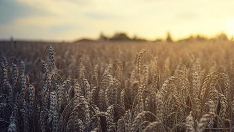 Arvalis livre le classement des variétés de céréales à paille les plus cultivées en France lors de la campagne 2023/24. Arvalis livre le classement des variétés de céréales à paille les plus cultivées en France lors de la campagne 2023/24.