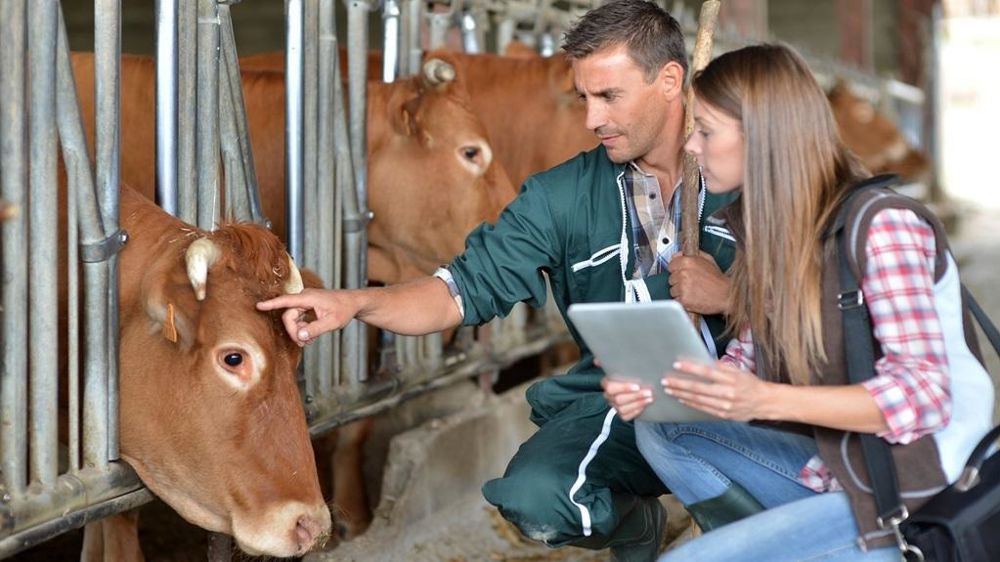 Eleveur bovin viande et conseiller