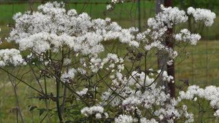 Thalictrum petaloideum 'Ghent Ebony'.