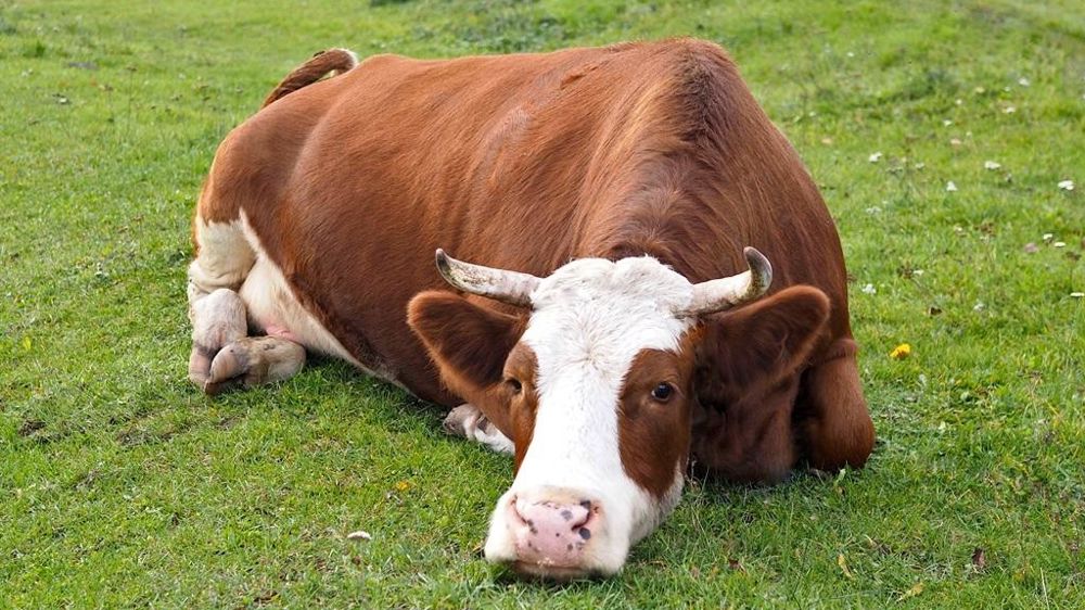 Vache malade Vache malade