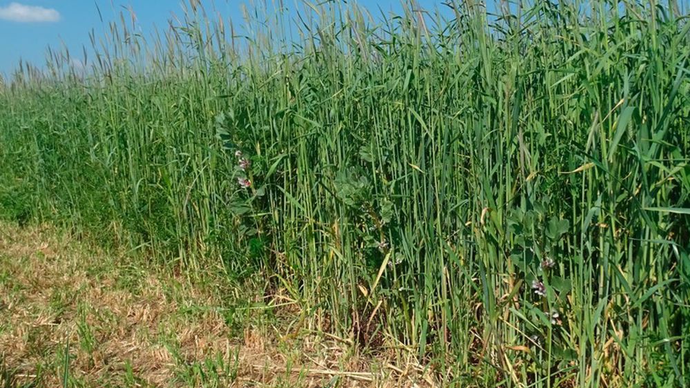 Cive à base de seigle et de féverole