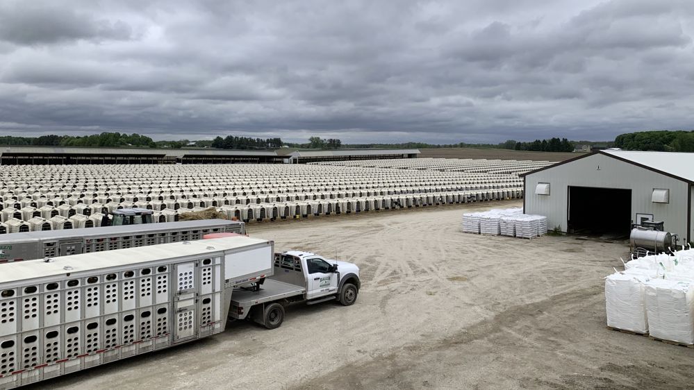 Élevage de 10 000 veaux laitiers dans le Wisconsin USA