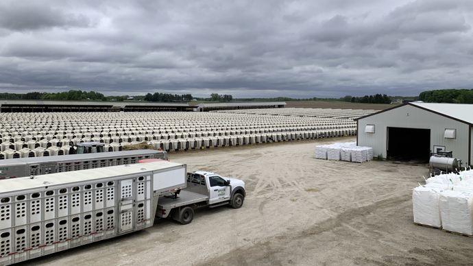 Élevage de 10 000 veaux laitiers dans le Wisconsin (USA)