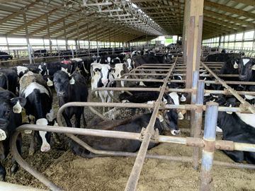 Dans le Wisconsin USA les logettes pour les vaches laitières sont généralement garnies de sable et elles sont visiblement confortables. La densité souvent élevée dans ces bâtiments n’empêche pas une impression de bien être avec des animaux qui ruminent et se déplacent bien.