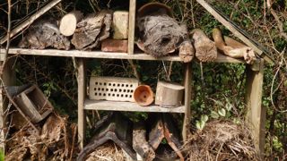 La chrysope est un auxiliaire précieux pour le jardinier.