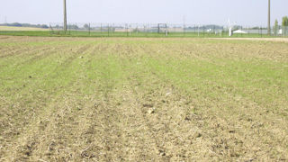 Dans les parcelles les plus infestées de graminées (ici ray-grass), il est conseillé de réaliser plusieurs faux-semis. Dans les parcelles les plus infestées de graminées (ici ray-grass), il est conseillé de réaliser plusieurs faux-semis.