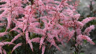 Astilbe simplicifolia 'Pretty in Pink' de Compass Plants BV. Astilbe simplicifolia 'Pretty in Pink' de Compass Plants BV.