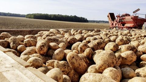 Retrouvez les estimations de rendements d'Agreste en pommes de terre mises à jour par département pour cette récolte 2024. Retrouvez les estimations de rendements d'Agreste en pommes de terre mises à jour par département pour cette récolte 2024.