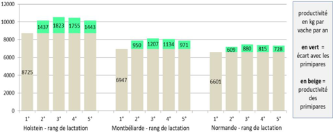 Ecart de productivité des primipares et multipares
