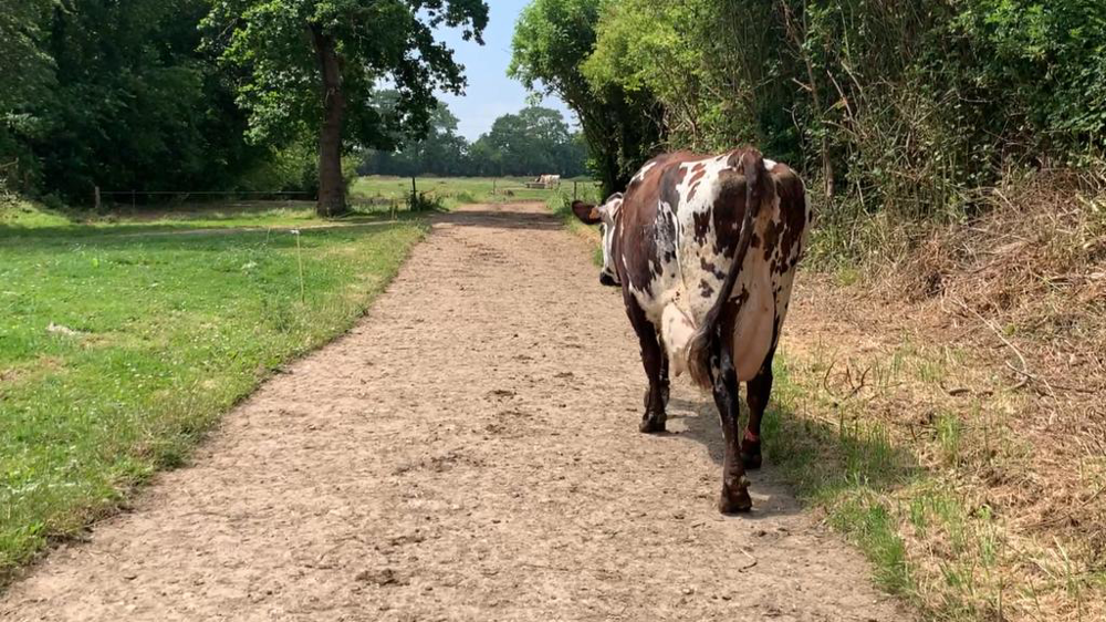 Vieille vache laitière Normande