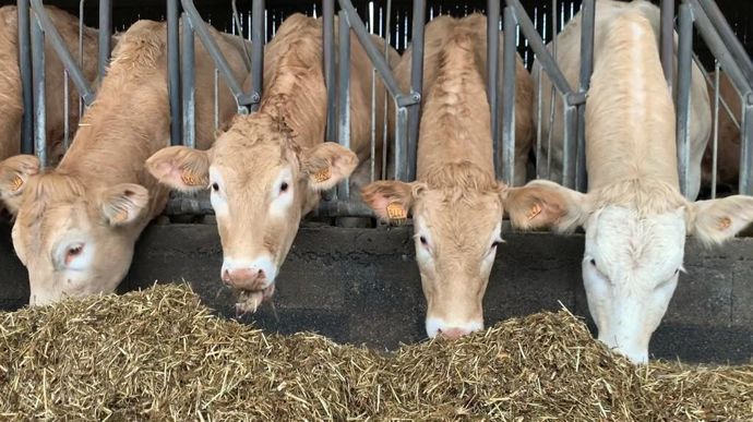Le pré-engraissement permet d'alourdir les animaux avec des fourrages produits sur la ferme.