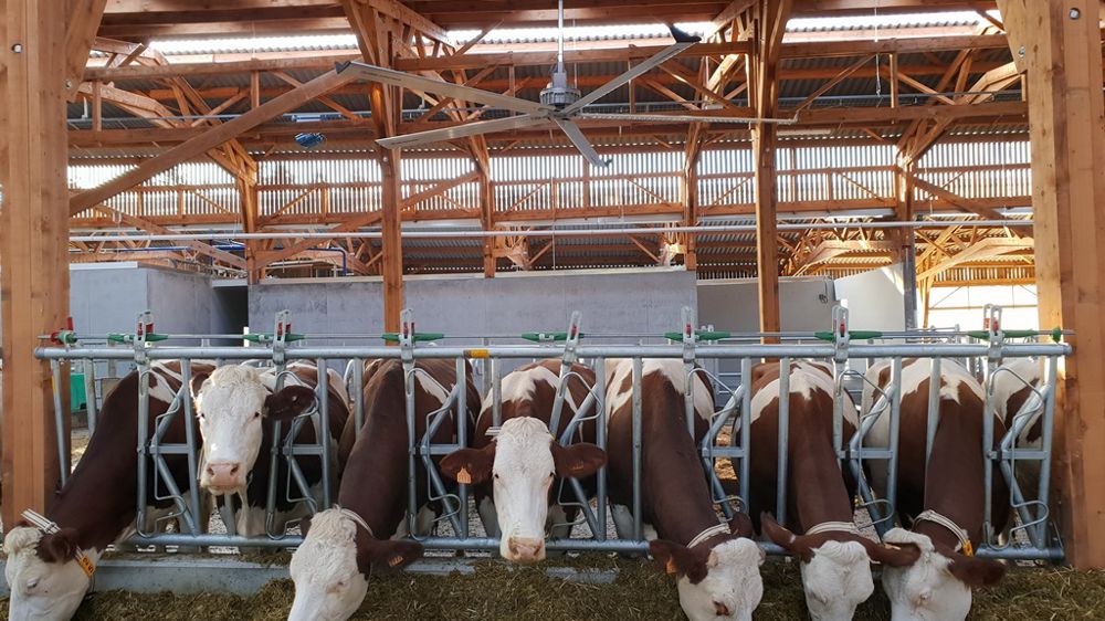 Aujourd’hui, les bâtiments sont plus ouverts, pour une ventilation efficace aussi bien en hiver qu’en été.