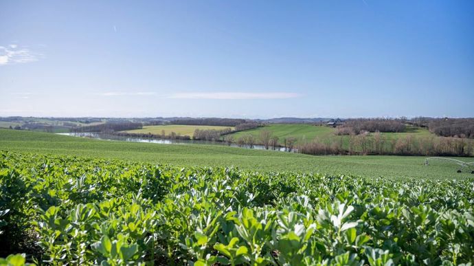 En 2024, 70 % des agriculteurs partenaires de Nataïs ont mis en place des couverts, essentiellement à base de féverole, de sorgho fourrager et de phacélie.