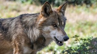 Une étude concernant « des tirs territorialisés » de loups est en cours dans le département Doubs, jusqu’à la fin de 2025. Une étude concernant « des tirs territorialisés » de loups est en cours dans le département Doubs, jusqu’à la fin de 2025.