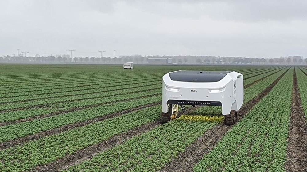 Dans un champ de bulbes, un robot à la recherche de sujets atteints de virus pour les éradiquer. Et éviter ainsi  les propagations…