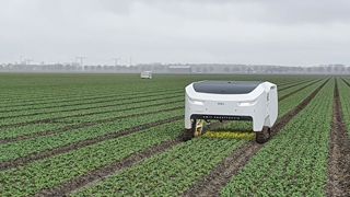 Dans un champ de bulbes, un robot à la recherche de sujets atteints de virus pour les éradiquer. Et éviter ainsi  les propagations… Dans un champ de bulbes, un robot à la recherche de sujets atteints de virus pour les éradiquer. Et éviter ainsi  les propagations…
