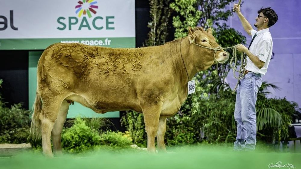 Tulipe au concours Limousin du Space 2024