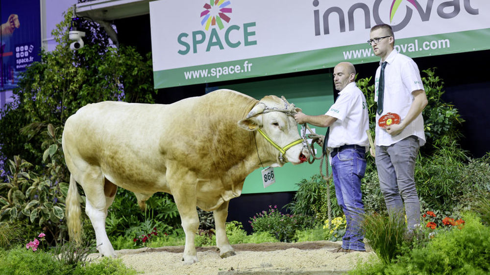 Tarzan au concours Blonde d'Aquitaine du Space 2024