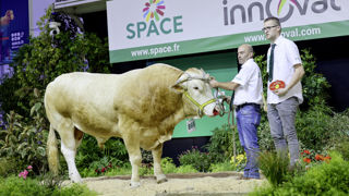 Tarzan remporte le Prix du Meilleur animal du concours Blonde d'Aquitaine au Space 2024. Tarzan remporte le Prix du Meilleur animal du concours Blonde d'Aquitaine au Space 2024.