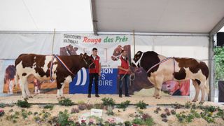Les deux grands champions, Royale et Salomon, ont été récompensés, notamment pour leur développement musculaire.