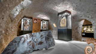 Fossiles, paléogalerie de Salignac. Fossiles, paléogalerie de Salignac.