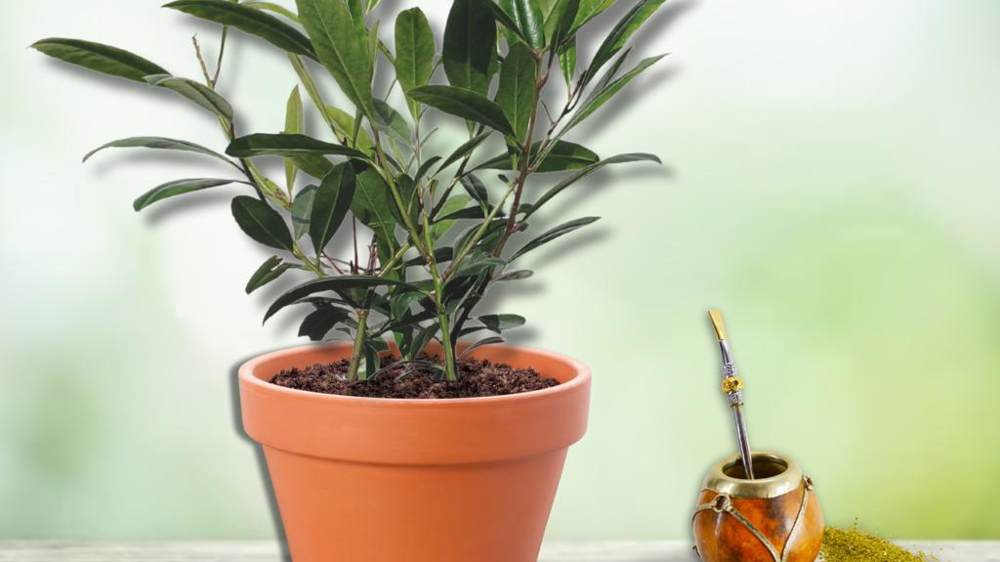 Ilex paraguariensis Garden2Cup® - Innovert® d’or. Ilex paraguariensis Garden2Cup® - Innovert® d’or.