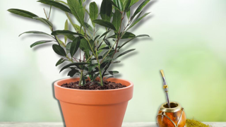 Ilex paraguariensis Garden2Cup® - Innovert® d’or. Ilex paraguariensis Garden2Cup® - Innovert® d’or.