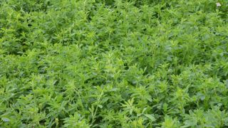 En 2024, le rendement moyen en lentilles a dépassé la moyenne décennale dans plusieurs bassins de production. En 2024, le rendement moyen en lentilles a dépassé la moyenne décennale dans plusieurs bassins de production.
