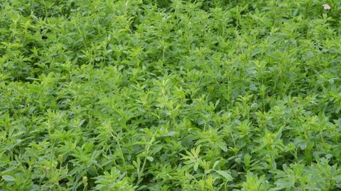 En 2024, le rendement moyen en lentilles a dépassé la moyenne décennale dans plusieurs bassins de production.