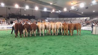 La deuxième édition des ventes aux enchères « Excellence viande » du Space rassemblait dix vaches de quatre races allaitantes. La deuxième édition des ventes aux enchères « Excellence viande » du Space rassemblait dix vaches de quatre races allaitantes.