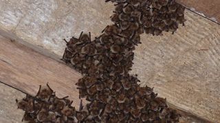 Les chauves-souris ne pullulent pas comme des rongeurs. Au mieux, leur population est stable. Ici, une maternité de murins à oreilles échancrées.