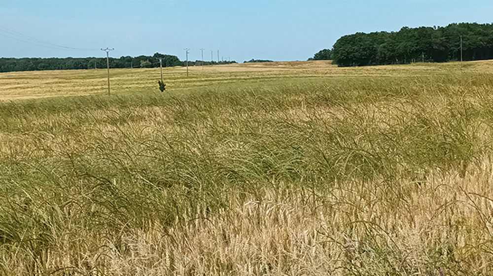 Optimisez facilement l’efficacité de vos herbicides céréales dès cet automne 