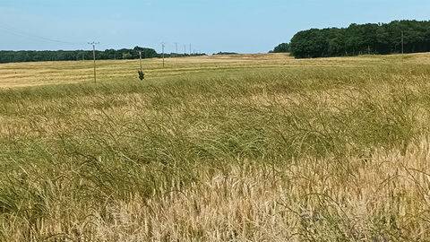 Optimisez facilement l’efficacité de vos herbicides céréales dès cet automne 