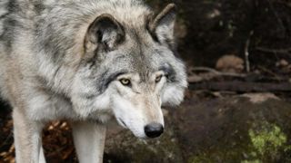Les protecteurs des loups estiment que la population du prédateur n'a pas encore atteint un bon état de conservation. Les protecteurs des loups estiment que la population du prédateur n'a pas encore atteint un bon état de conservation.