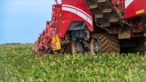 Saint Louis Sucre estime la durée de la campagne 2024/25 à 120 jours minimum.