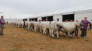 Le concours national de la race gasconne des Pyrénées a eu lieu à Saint-Gaudens (Haute-Garonne) et a compté 180 animaux en lice. Le concours national de la race gasconne des Pyrénées a eu lieu à Saint-Gaudens (Haute-Garonne) et a compté 180 animaux en lice.