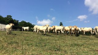 Le ministère de l’Agriculture a identifié 1 484 foyers de maladie hémorragique épizootique (MHE) en élevage entre le 1er juin 2024 et le 26 septembre.